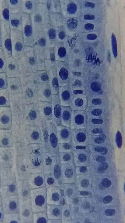 a fotón:  Bresser Erudit Basic 40–400x mikroszkóp,  19