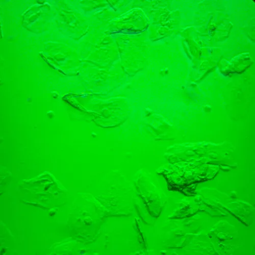 a képen:  MAGUS Bio VD360 biológiai fordított digitális mikroszkóp,  28