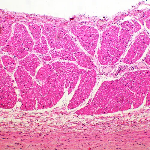 a fényképen:  MAGUS Bio 260T biológiai mikroszkóp,  19