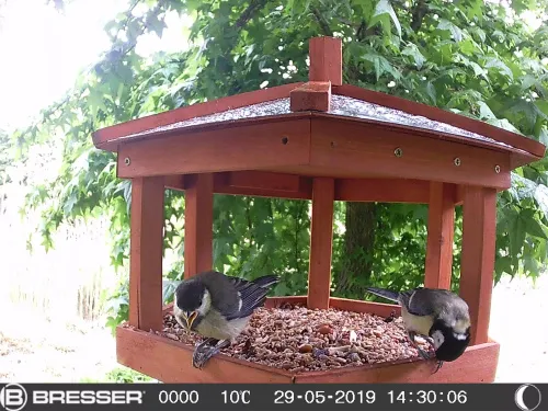 a képen:  Bresser 90°-os vadvilág-megfigyelő 16 MP kamera,  6