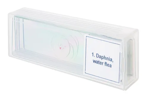 a képen:  Levenhuk Discovery Prof DPS 5 mikropreparátum mintakészlet. „Élet egy csepp vízben”,  4