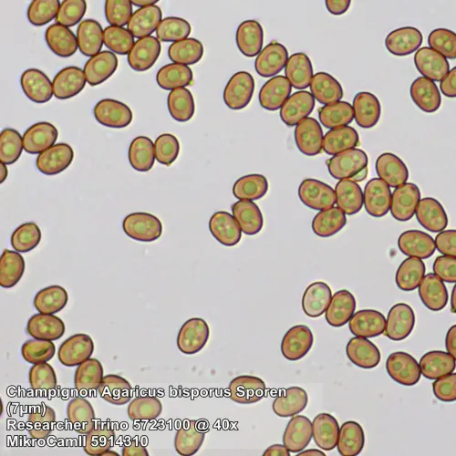 a fotón:  Bresser Researcher Trino 40–1000x mikroszkóp,  13