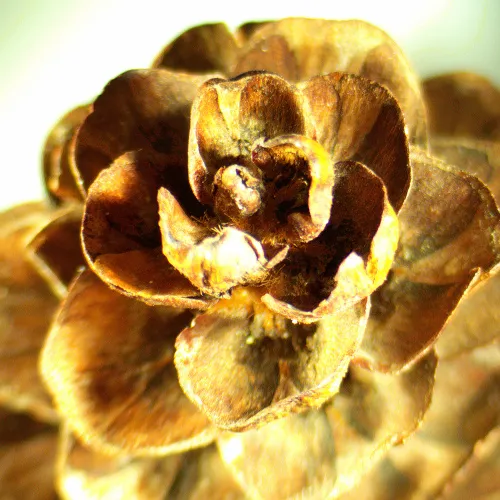 a fotón:  MAGUS Stereo A18T sztereomikroszkóp,  2