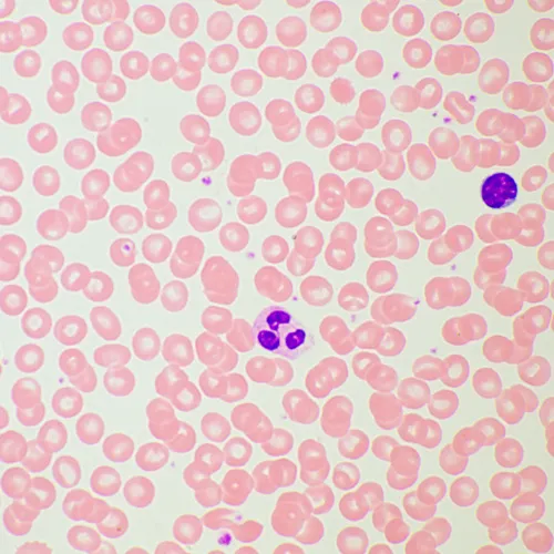 a fényképen:  MAGUS Bio 260T biológiai mikroszkóp,  21