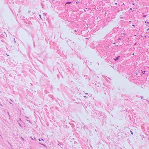 a képen:  MAGUS Bio 250BL biológiai mikroszkóp,  20