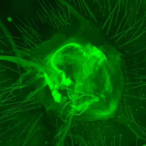 a fotón:  MAGUS Lum D470L fluoreszcens digitális mikroszkóp,  30