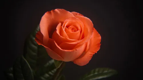 a képen:  Levenhuk Kelvin MAK60 mini AZ fototeleszkóp,  17