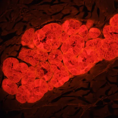 a fényképen:  MAGUS Lum 460L fluoreszcens mikroszkóp,  22