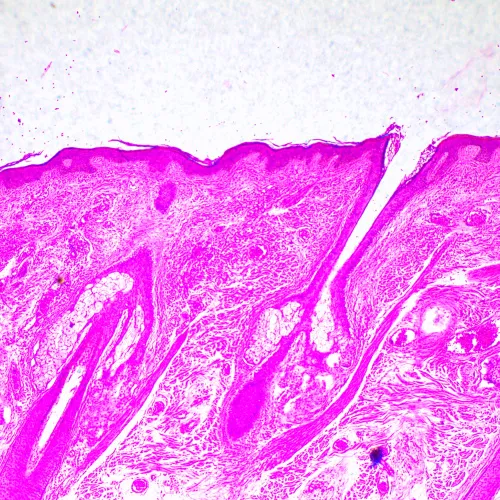 a fotón:  MAGUS Bio 290T biológiai mikroszkóp,  23