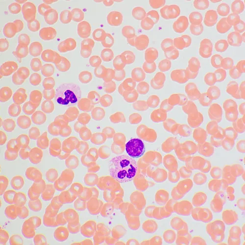 a fotón:  MAGUS Bio 270T biológiai mikroszkóp,  25