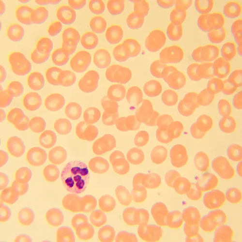 a képen:  MAGUS Bio 230T biológiai mikroszkóp,  21