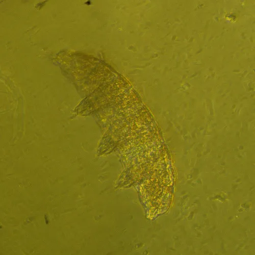 a képen:  MAGUS Bio VD360 biológiai fordított digitális mikroszkóp,  27