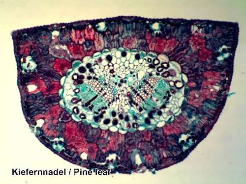 a képen:  Bresser előkészített tárgylemez készlet 50 darabos, tokkal,  4