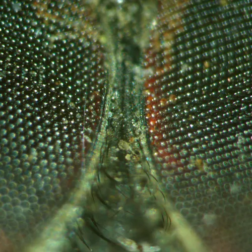 a fotón:  MAGUS Stereo A18T sztereomikroszkóp,  5