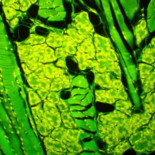 a képen:  MAGUS Lum 450L fluoreszcens mikroszkóp,  23