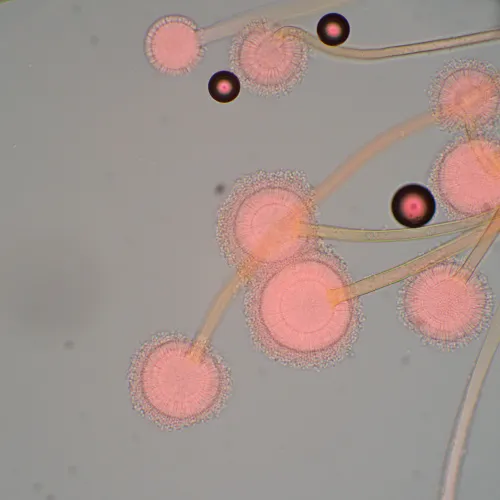 a fotón:  MAGUS Bio 270T biológiai mikroszkóp,  22