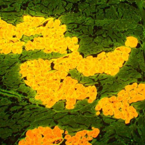 a képen:  MAGUS Lum 450L fluoreszcens mikroszkóp,  22