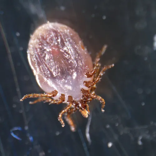 a fotón:  MAGUS Stereo A18T sztereomikroszkóp,  4