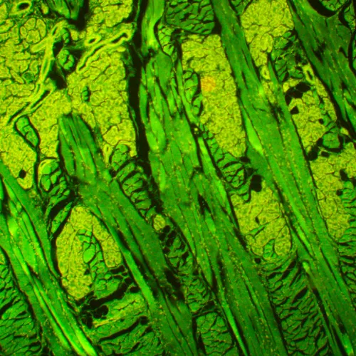 a képen:  MAGUS Lum 450L fluoreszcens mikroszkóp,  21