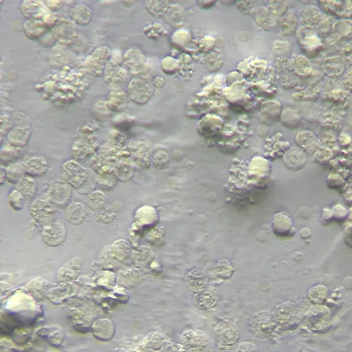 a képen:  MAGUS HCM360 eszköz Hoffman modulációs kontraszt használatához, objektív készlettel,  15