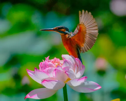 a képen:  Levenhuk Kelvin MAK60 mini AZ fototeleszkóp,  14