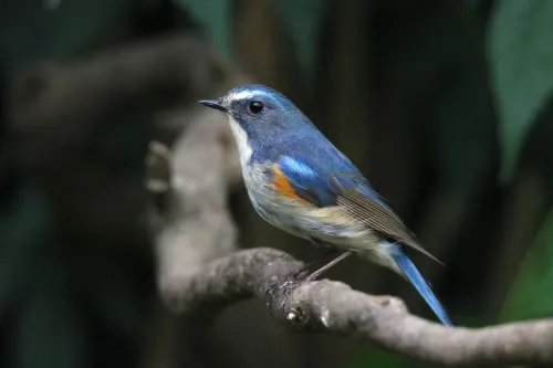 a fényképen:  Levenhuk Kelvin MAK80 AZ fototeleszkóp,  15