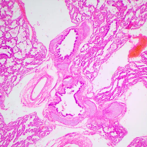 a fotón:  MAGUS Bio 240B biológiai mikroszkóp,  24