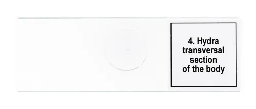a képen:  Levenhuk Discovery Prof DPS 5 mikropreparátum mintakészlet. „Élet egy csepp vízben”,  8