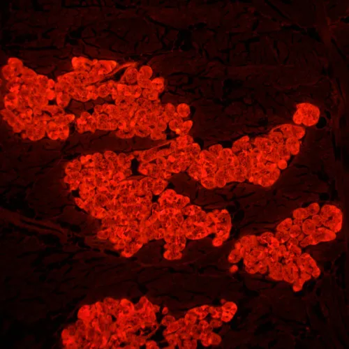 a képen:  MAGUS Lum 450L fluoreszcens mikroszkóp,  24