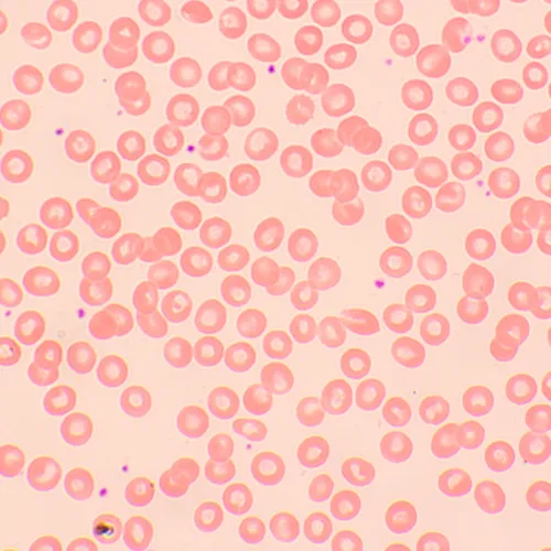 a fényképen:  MAGUS Bio D250TL biológiai digitális mikroszkóp,  26