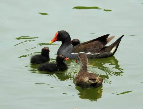 a fényképen:  Levenhuk Kelvin MAK80 AZ fototeleszkóp,  17