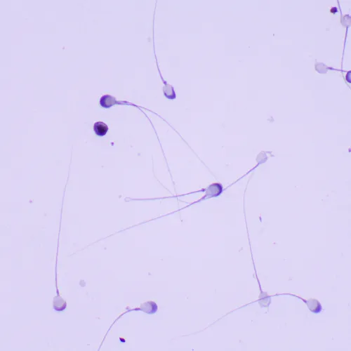 a fényképen:  MAGUS Bio 260T biológiai mikroszkóp,  23