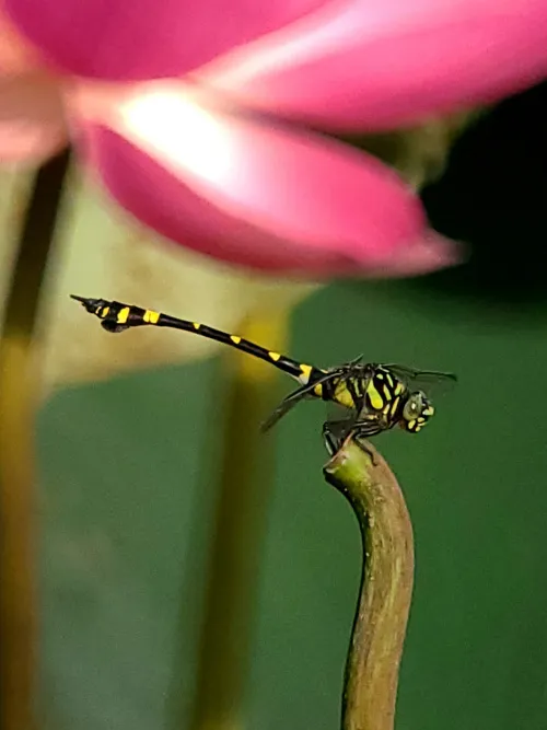 a fényképen:  Levenhuk Kelvin MAK80 AZ fototeleszkóp,  16