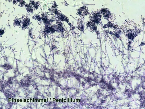 a képen:  Bresser előkészített tárgylemez készlet 50 darabos, tokkal,  3