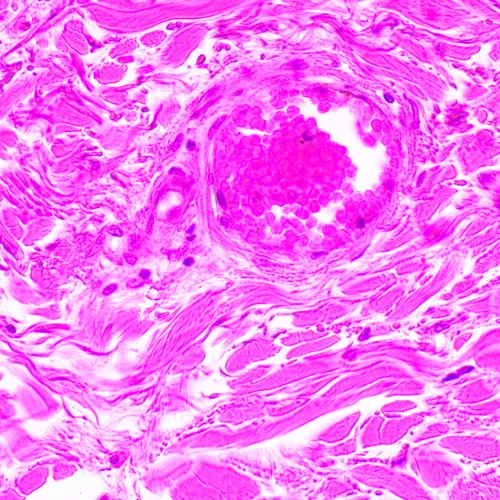 a fotón:  MAGUS Bio 290T biológiai mikroszkóp,  24