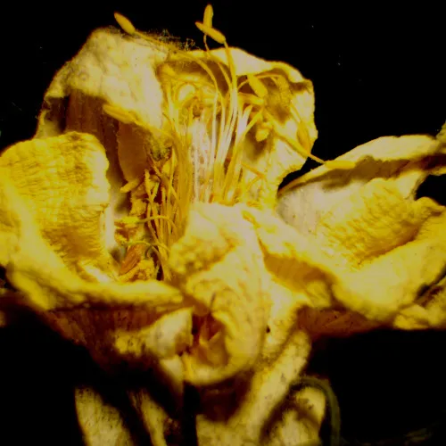 a képen:  MAGUS Stereo 9T sztereomikroszkóp,  23