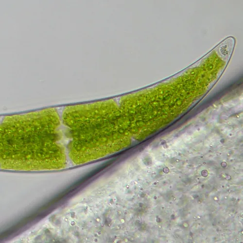 a fotón:  Bresser Researcher Trino 40–1000x mikroszkóp,  16
