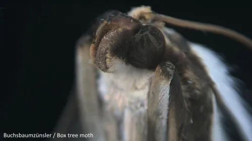 a fényképen:  Bresser MikroCam PRO HDMI digitális mikroszkóp-kamera,  5