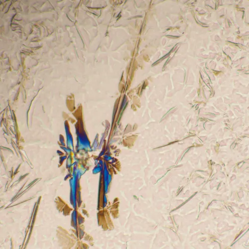 a fotón:  MAGUS Bio 290T biológiai mikroszkóp,  25