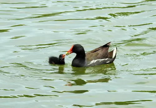 a képen:  Levenhuk Kelvin MAK127 AZ GOTO Wi‑Fi fotóteleszkóp,  14