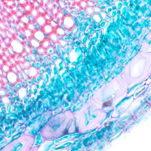 a képen:  MAGUS Bio 230T biológiai mikroszkóp,  20