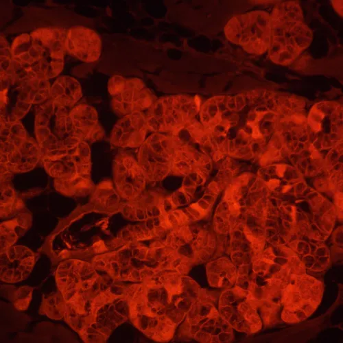 a fotón:  MAGUS Lum VD500L fluoreszcens fordított digitális mikroszkóp,  23