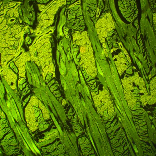 a fényképen:  MAGUS Lum 460L fluoreszcens mikroszkóp,  21