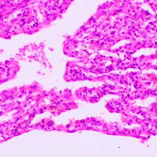 a fotón:  MAGUS Bio 270T biológiai mikroszkóp,  23