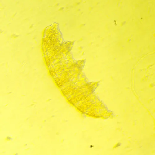 a fotón:  MAGUS Bio V350 biológiai fordított mikroszkóp,  19