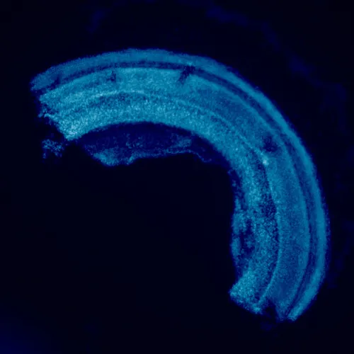 a fényképen:  MAGUS Lum 460L fluoreszcens mikroszkóp,  23
