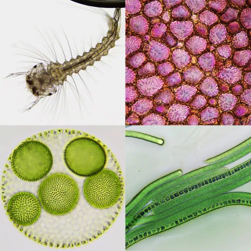 a képen:  Bresser Biorit ICD CS 5–20x LED sztereomikroszkóp,  4