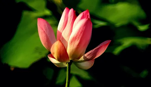 a képen:  Levenhuk Kelvin MAK127 AZ GOTO Wi‑Fi fotóteleszkóp,  15