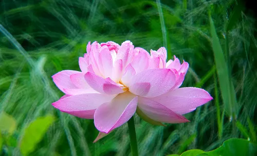 a fényképen:  Levenhuk Kelvin MAK80 AZ fototeleszkóp,  18