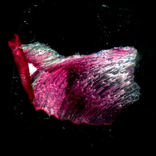 a fotón:  MAGUS Stereo A18T sztereomikroszkóp,  3